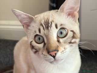 Bengal cats - Advert 17