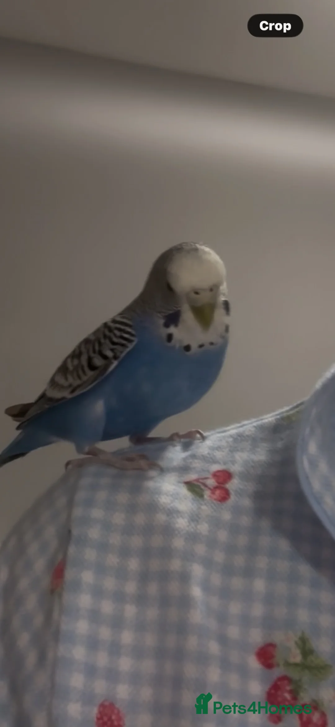 Budgerigars birds for sale: Lovely budgie for sale (comes with a cage) - Advert 2
