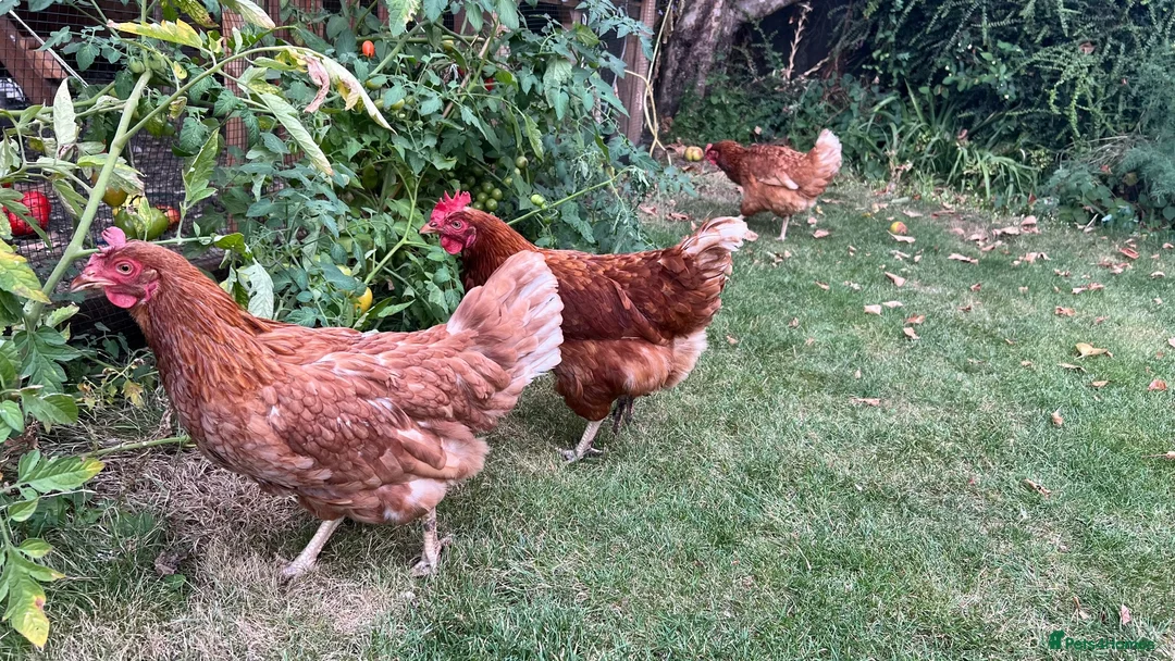 Chickens poultry for sale: Chickens for sale hens and rooster in London - Advert 1