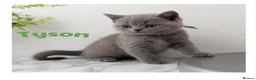 British Shorthair cats for sale: Champion bloodline BSH kittens  in Belvedere - Advert 9