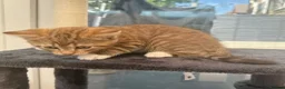 Norwegian Forest Cat cats for sale: Only one boy available now - Advert 6