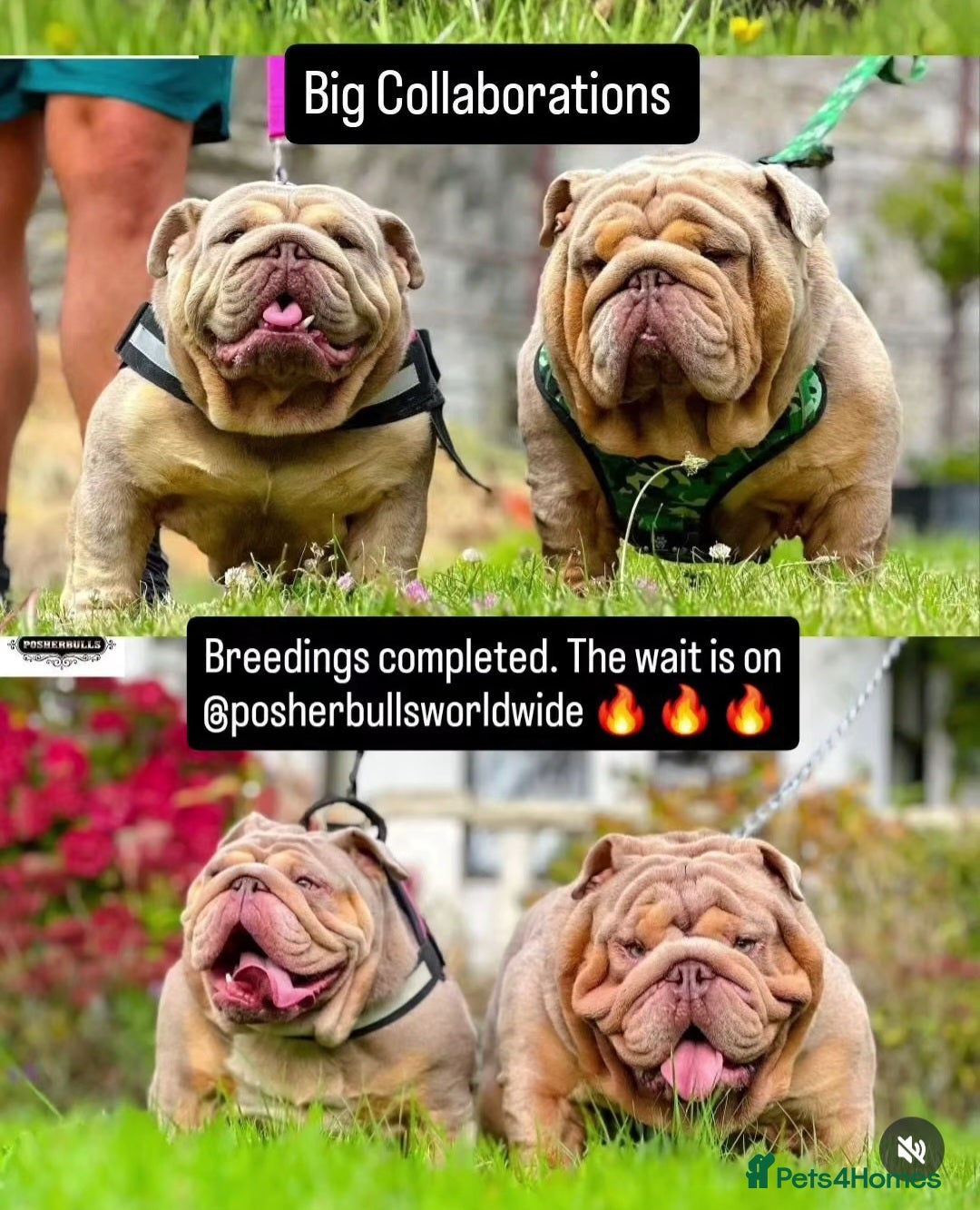 English Bulldog dogs Mr Muscle x Leo daughter  - Advert 1