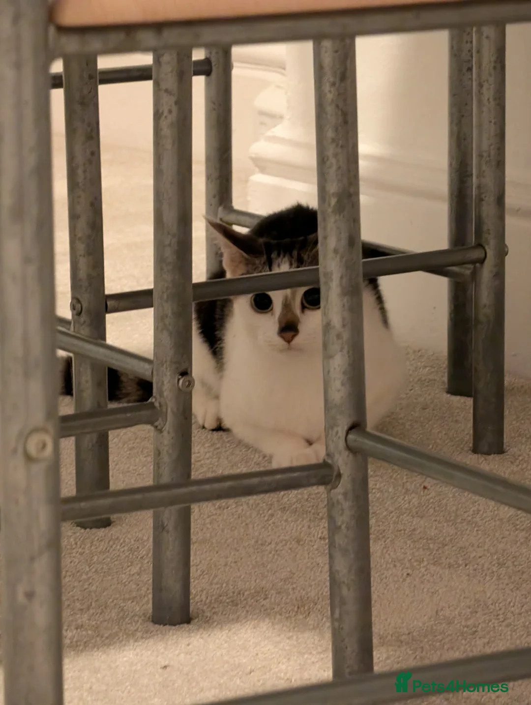 Mixed Breed cats for sale: Girl  - Advert 2
