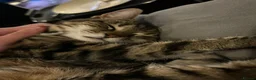 Domestic Shorthair cats for sale: Charlie: Loving Tabby Cat Seeking Forever Home - Advert 5