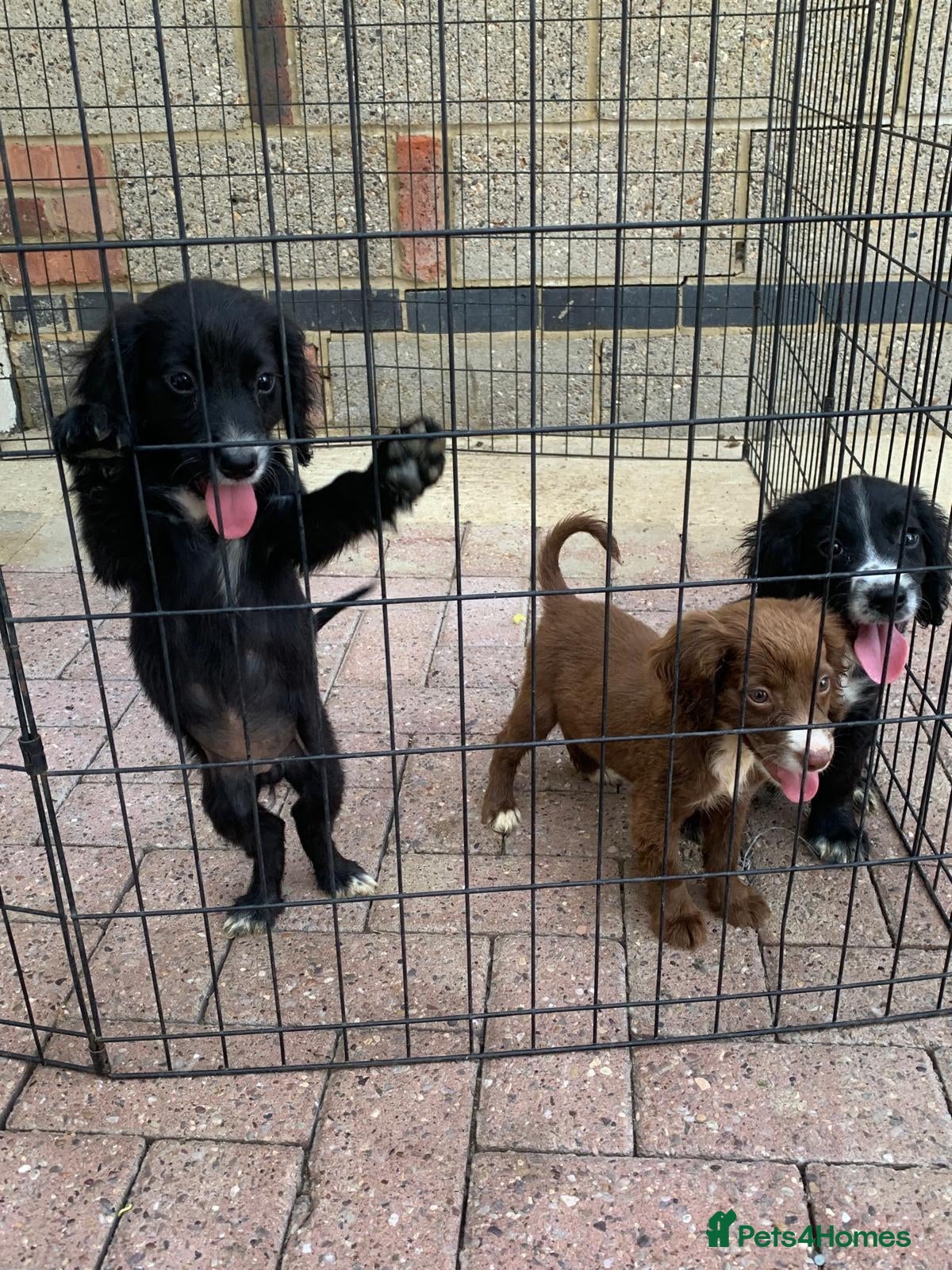 Cocker Spaniel dogs Adorable cocker spaniel puppies for sale  - Advert 17