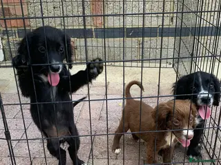 Cocker Spaniel dogs Adorable cocker spaniel puppies for sale - Advert 17