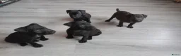 Patterdale Terrier dogs for sale: Patterdale pups - Advert 3