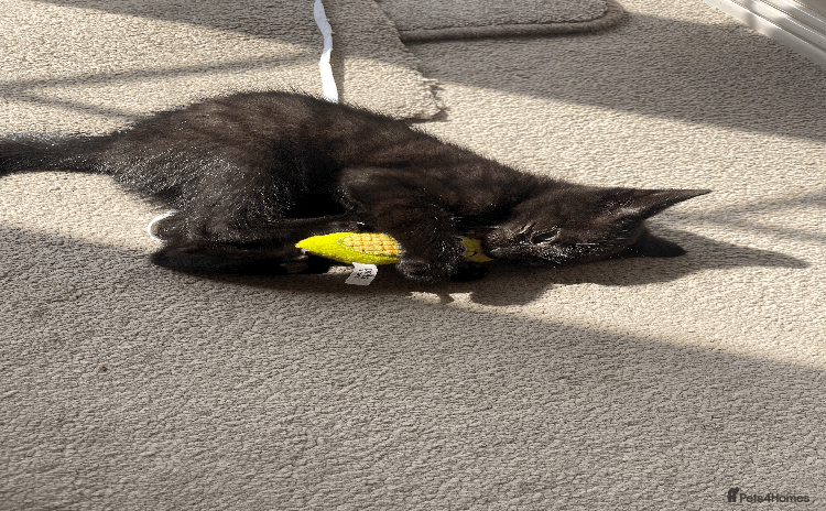 Mixed Breed cats for sale - Advert 1