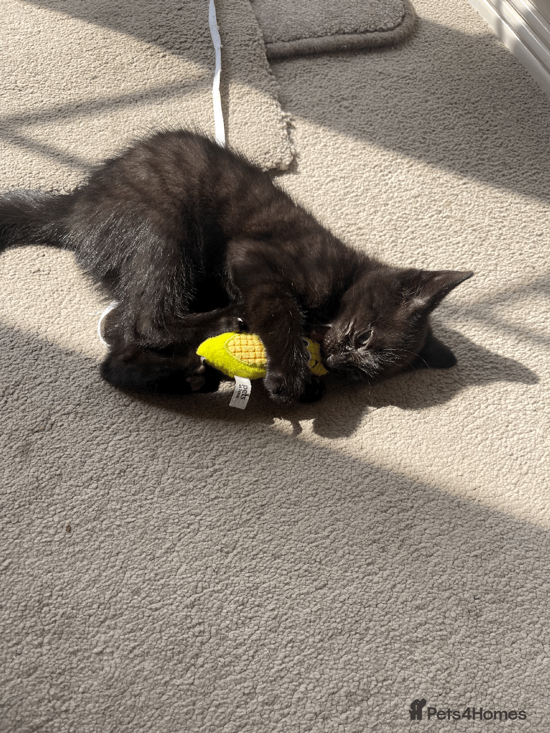 Mixed Breed cats for sale: Baby male kitten - Image 1