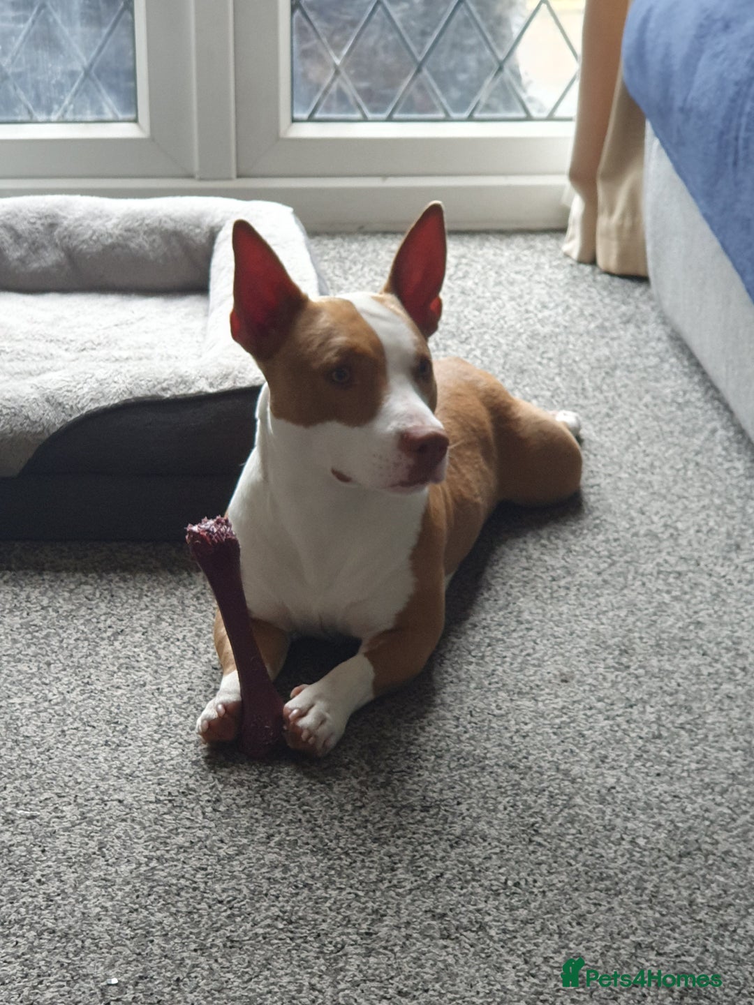 Mixed Breed dogs for sale: Staff x Jack Russell for sale  - Advert 3