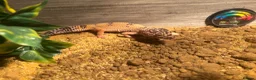 Leopard Gecko reptiles for sale: Terrarium with gecko in Ilford - Advert 4