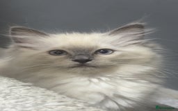 Ragdoll cats for sale: Ragdoll kittens - Image 1