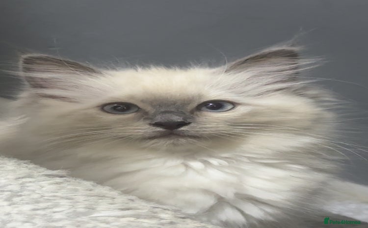 Ragdoll cats - Advert 3