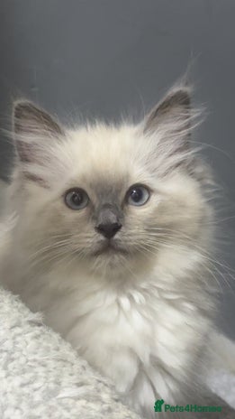 Ragdoll cats - Advert 4