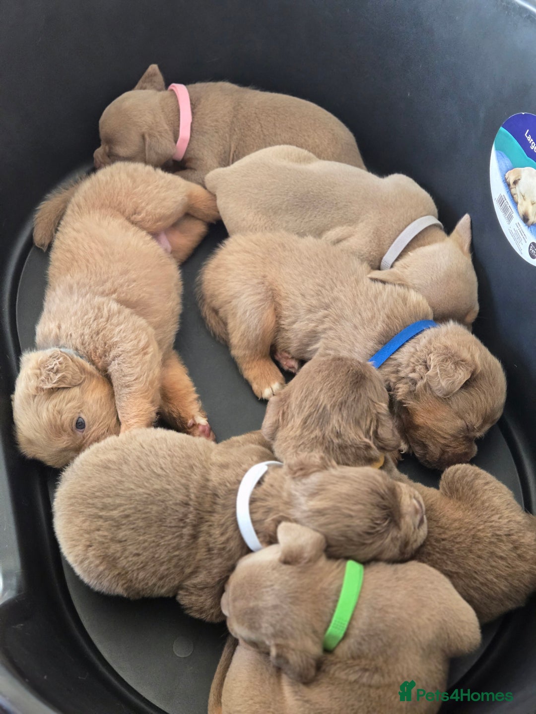 Olde English Bulldogge dogs for sale: Old english bulldoggee mammots - Image 8