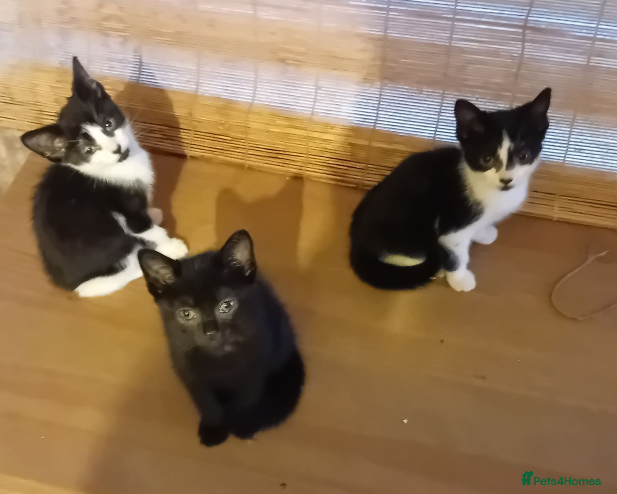 Domestic Shorthair cats Four beautiful kittens looking for forever home - Advert 4