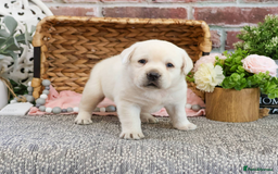 Labrador Retriever dogs for sale: Yellow Labrador Puppy - Image 6