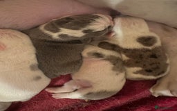 English Bulldog dogs for sale: 🌟 health tested parents 🌟 - Image 34