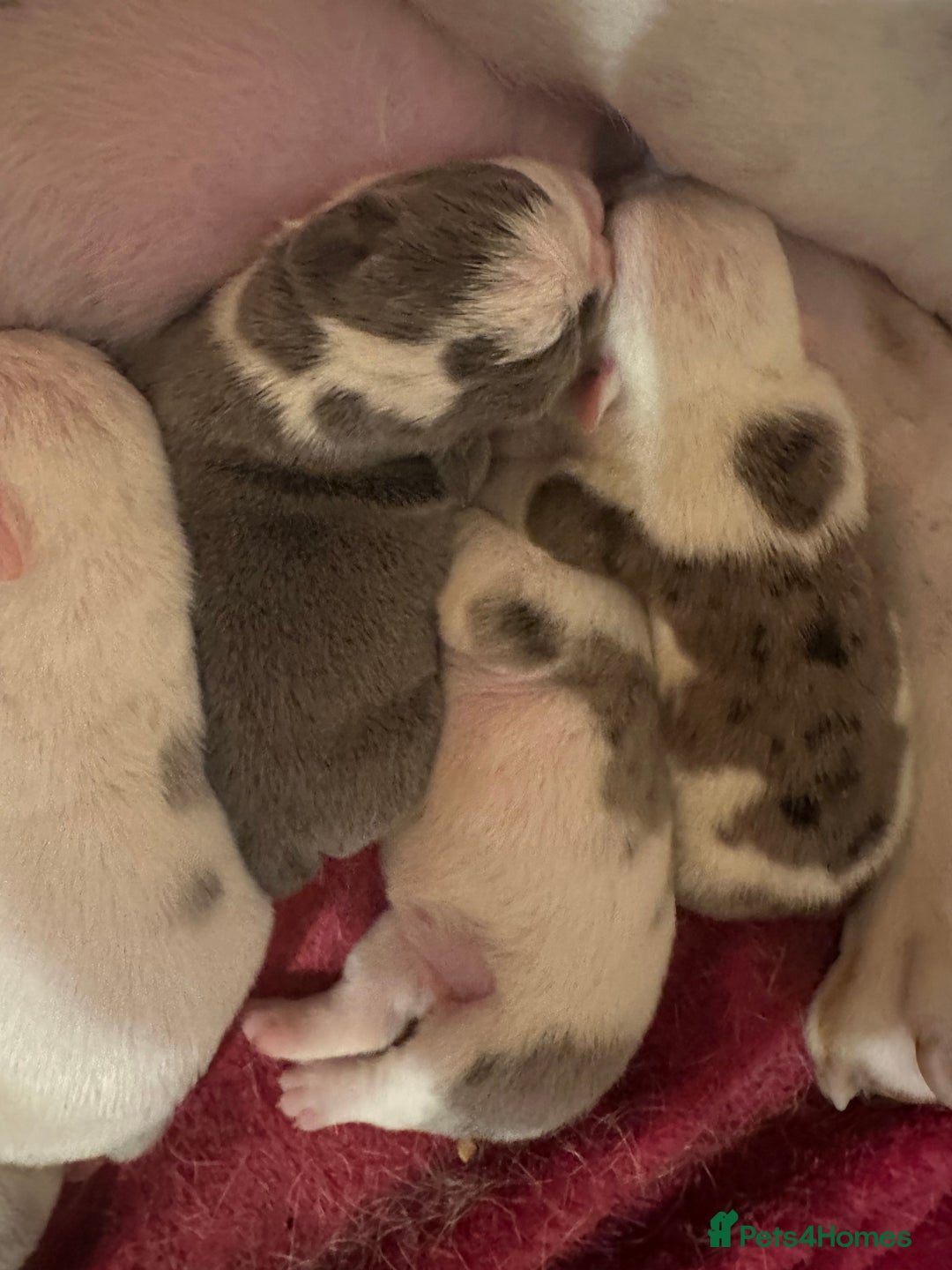 English Bulldog dogs for sale: 🌟 health tested parents 🌟 - Image 34
