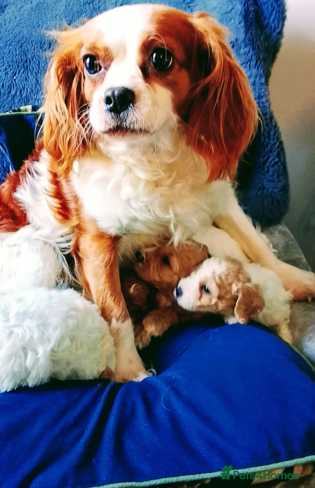 Cavapoo dogs for sale: Miniature cavapoos  - Advert 2
