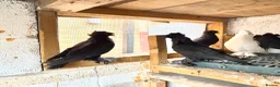 Pigeons birds for sale: Double crested trumpeters Pairs for sale  - Advert 3