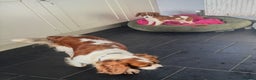 Cavalier King Charles Spaniel dogs for sale: Pippin - Health-checked Blenheim Boy - Advert 8
