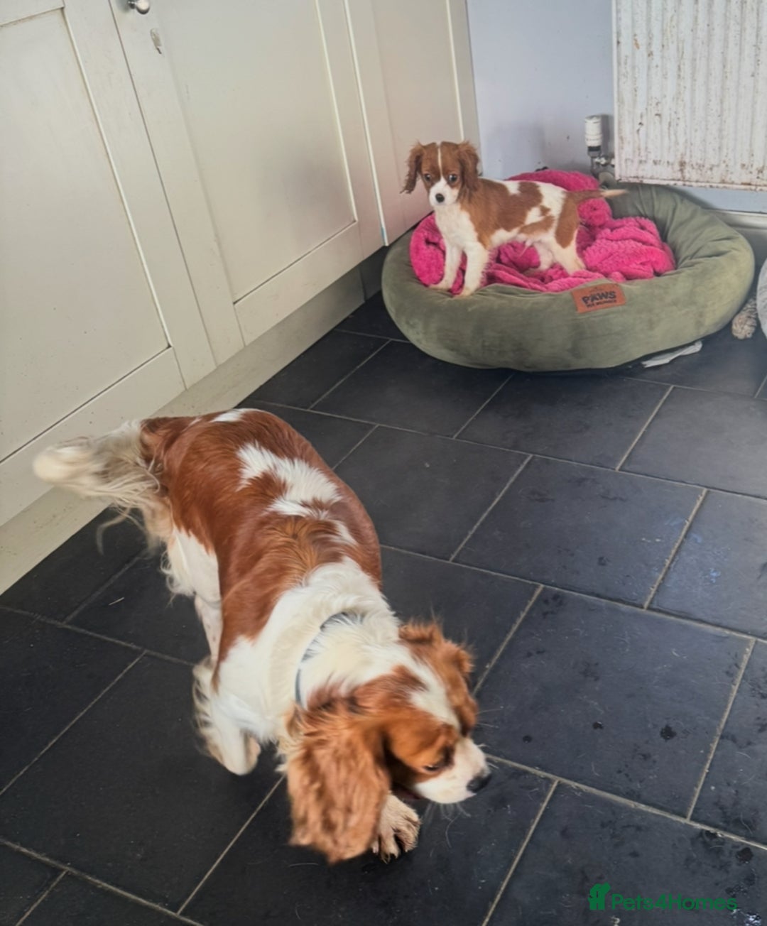 Cavalier King Charles Spaniel dogs for sale: Pippin - Health-checked Blenheim Boy - Advert 8