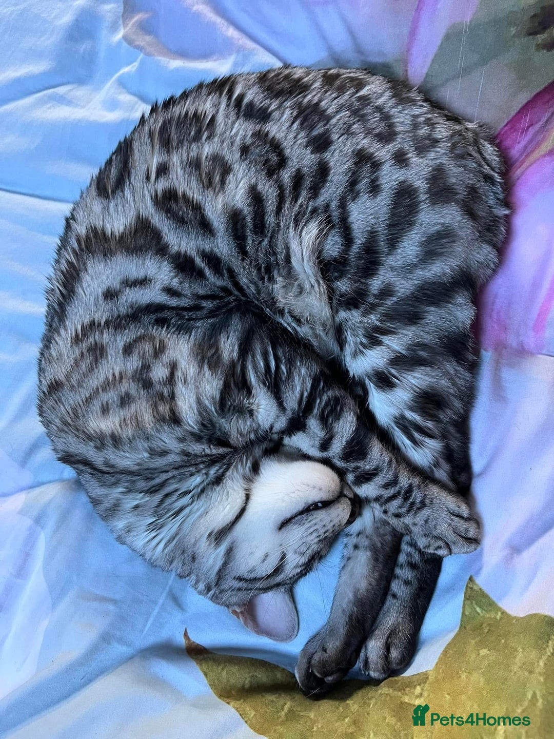 Bengal cats for sale: Sensational Silver Bengal boy requires new family  - Image 19