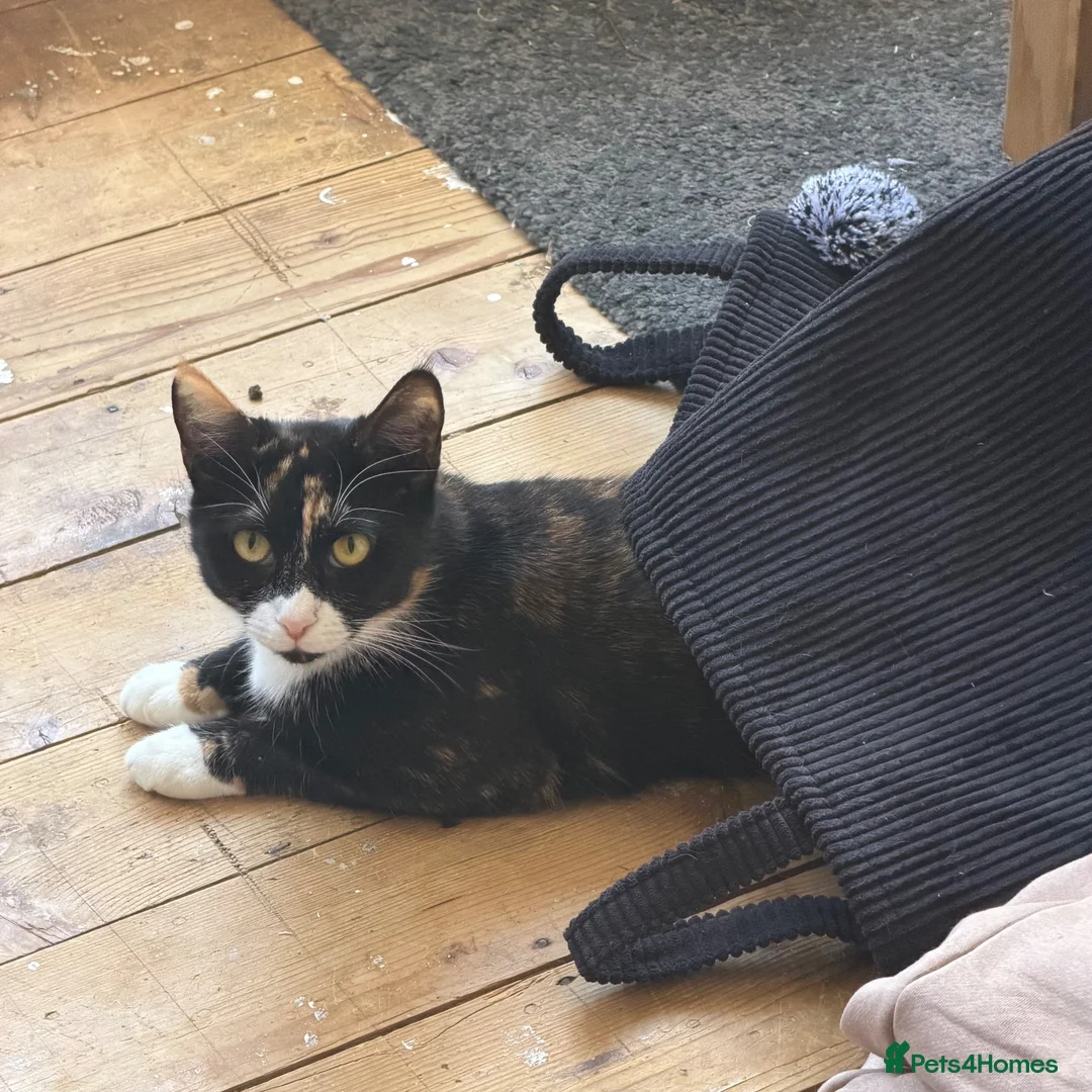 Mixed Breed cats for sale: 2 cats, Frankie the calico and Luna the all black - Advert 4