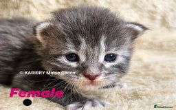 Maine Coon cats for sale: Quality Maine Coon kittens TICA registered  - Image 5