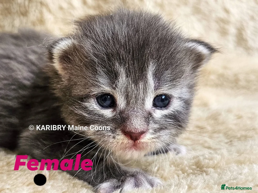 Maine Coon cats for sale: Quality Maine Coon kittens TICA registered  - Advert 11