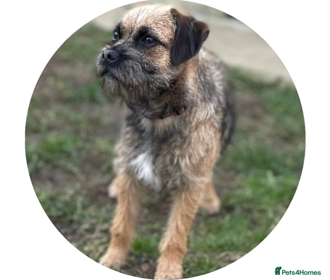 Border Terrier dogs for sale: Kc registered outstanding Border Terrier Pups  - Advert 2