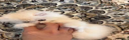 Persian cats for sale: 3 months old Persian kitten  in London - Advert 3