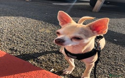 Chihuahua dogs for sale: Chihuahua  - Image 13