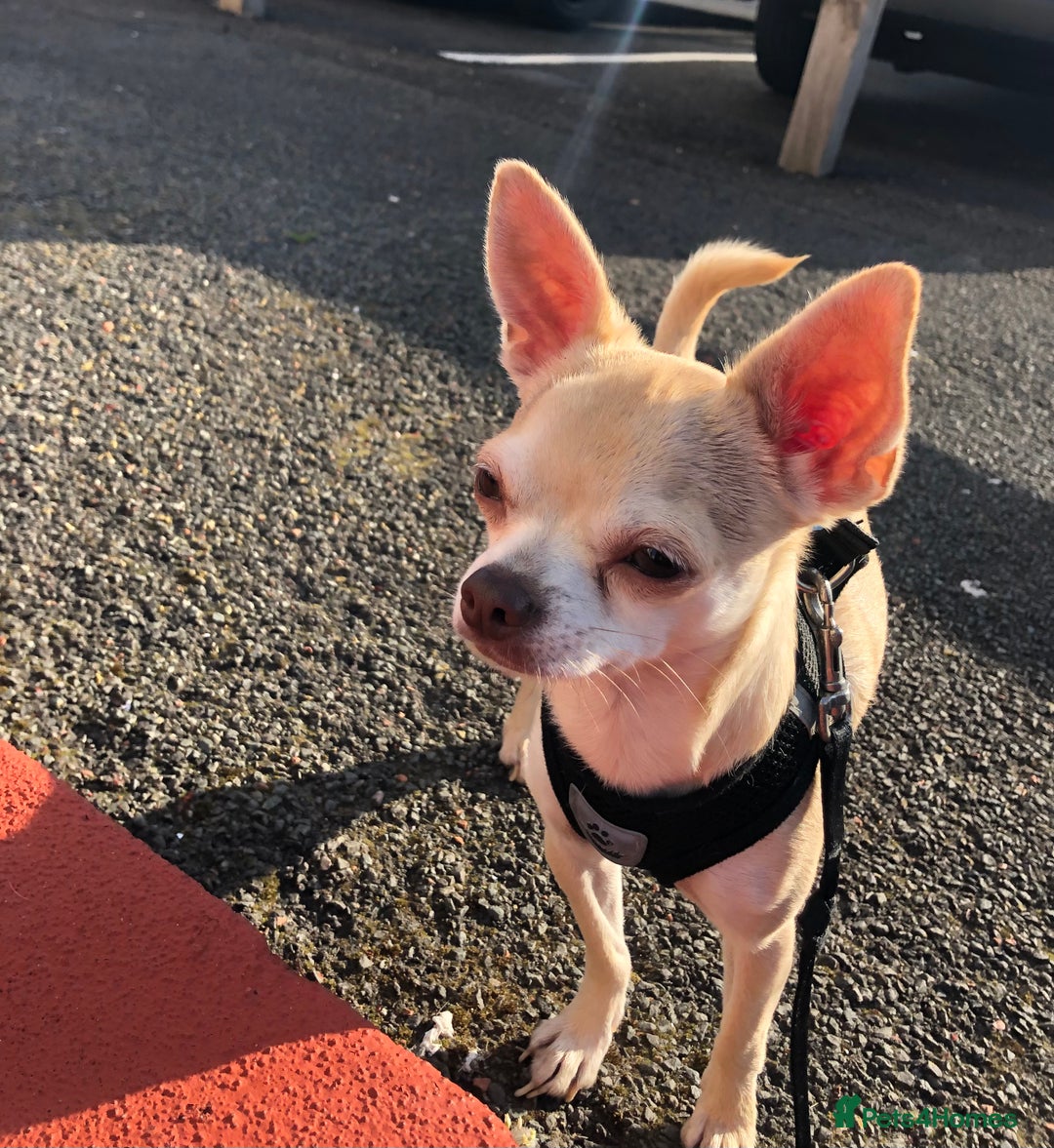 Chihuahua dogs for sale: Chihuahua  - Image 13