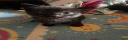 Domestic Shorthair cats for sale: Beautiful Litter of kittens 2xmales 2x females - Advert 12