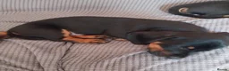 Dachshund dogs for sale: 5 beautiful loving but bouncy pups for sale. - Advert 6