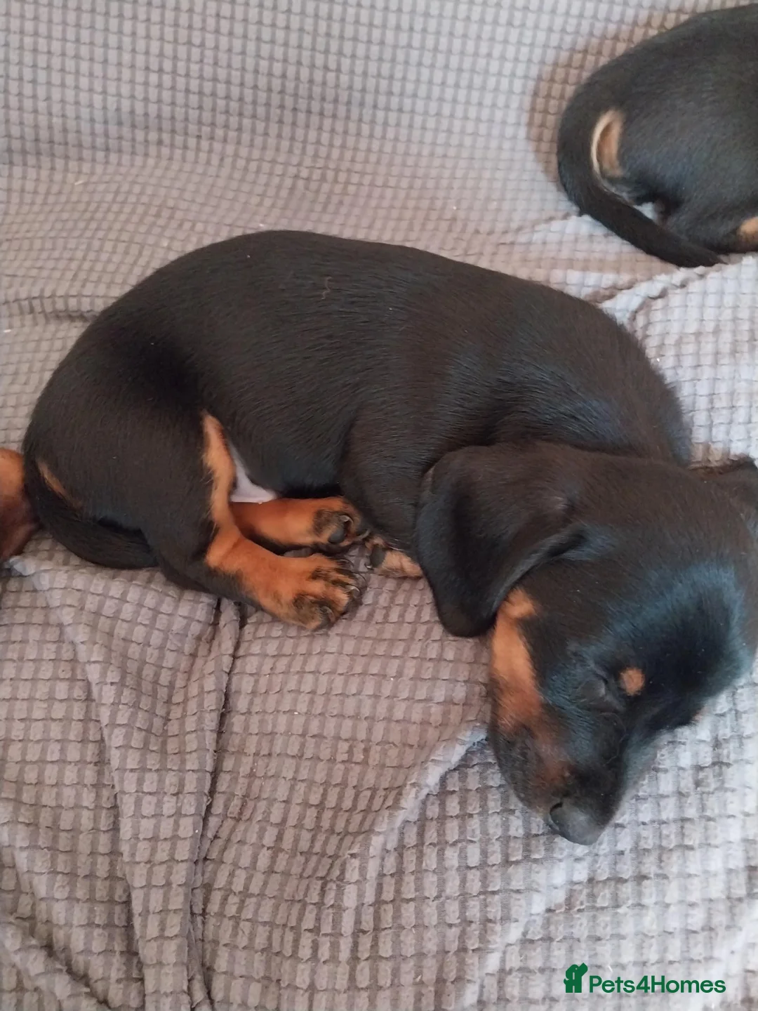 Dachshund dogs for sale: 5 beautiful loving but bouncy pups for sale. - Advert 6