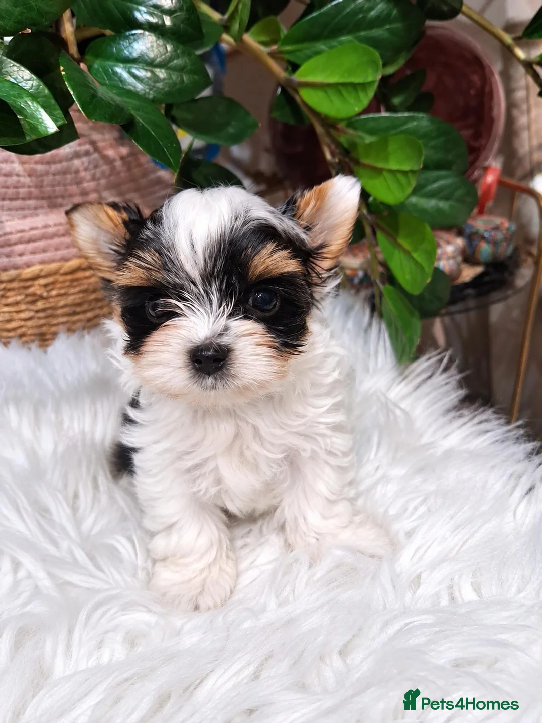 Biewer Terrier dogs for sale: 1 biewer boy Armani available - Advert 2
