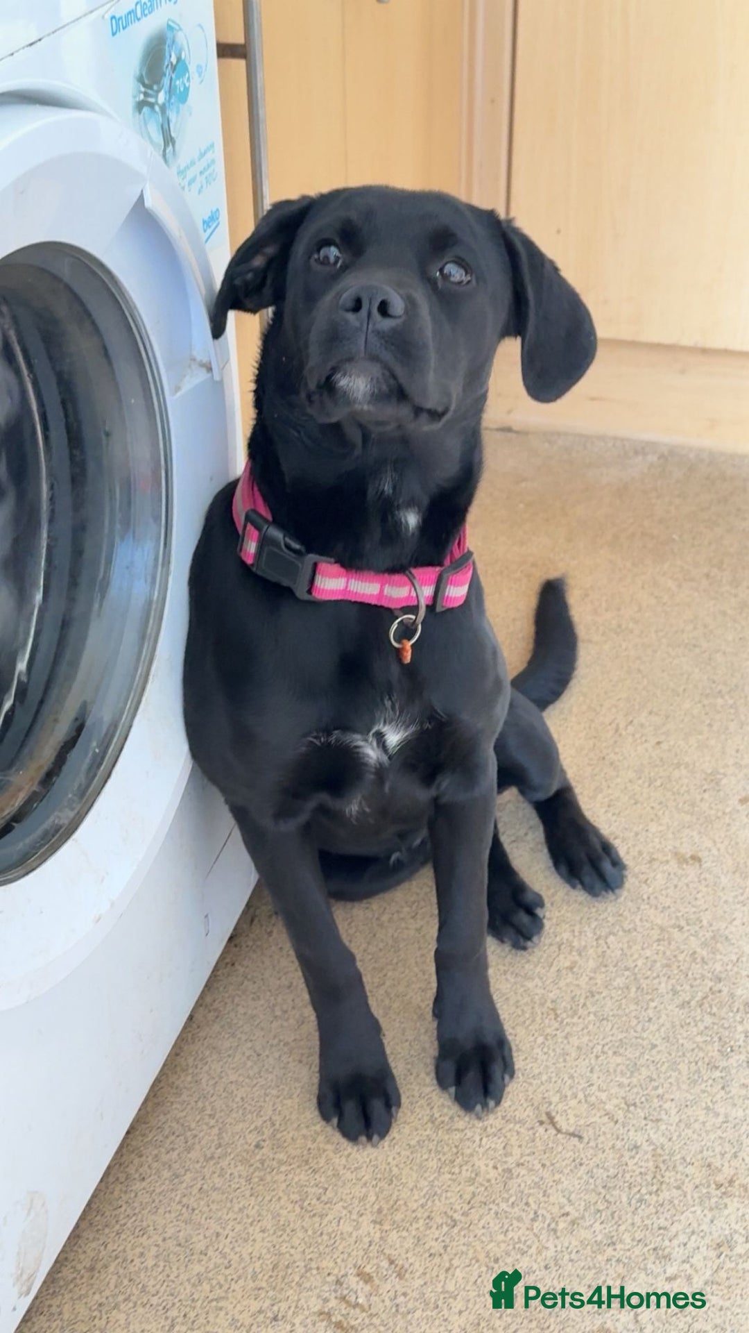 Mixed Breed dogs for sale: 6 month old poppy looking for a forever home  - Image 3