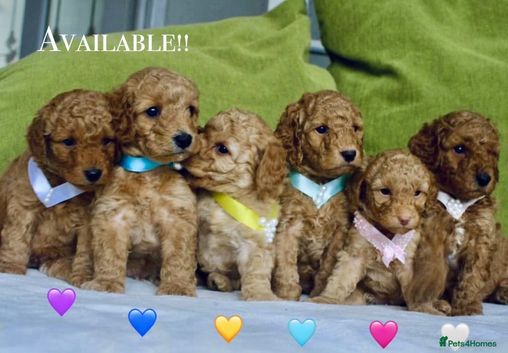Cavapoo dogs 🌷🐾6 Cavapoo mixed with toy poodle puppies🐶 - Advert 4