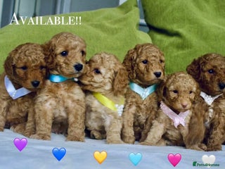 Cavapoo dogs 🌷🐾6 Cavapoo mixed with toy poodle puppies🐶 - Advert 4
