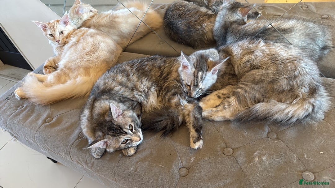 Maine Coon cats for sale: Pedigree Maine coon kittens   £800 in Waterlooville - Image 28