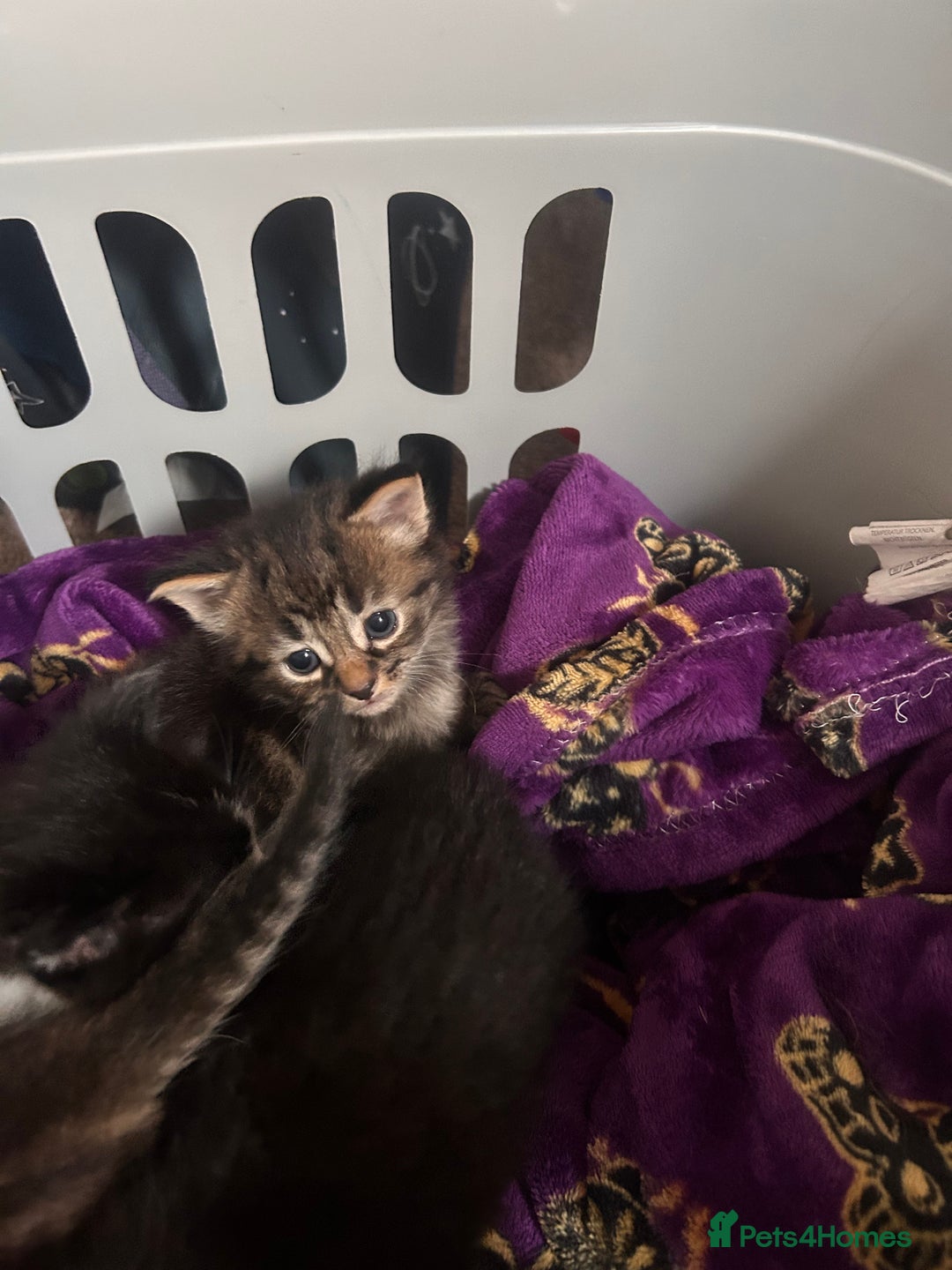 Domestic Shorthair cats for sale: 2 kittens for sale  - Image 11