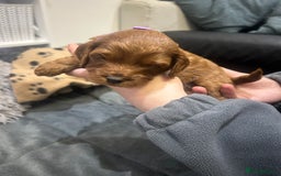 Cavapoo dogs for sale: 7 gorgeous F1b Cavapoo Puppies (4 girls & 3 boys)  - Image 15