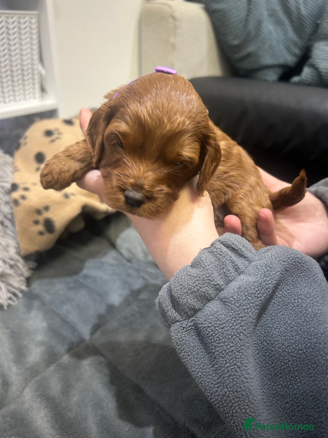 Cavapoo dogs for sale: 7 gorgeous F1b Cavapoo Puppies (4 girls & 3 boys)  - Image 15