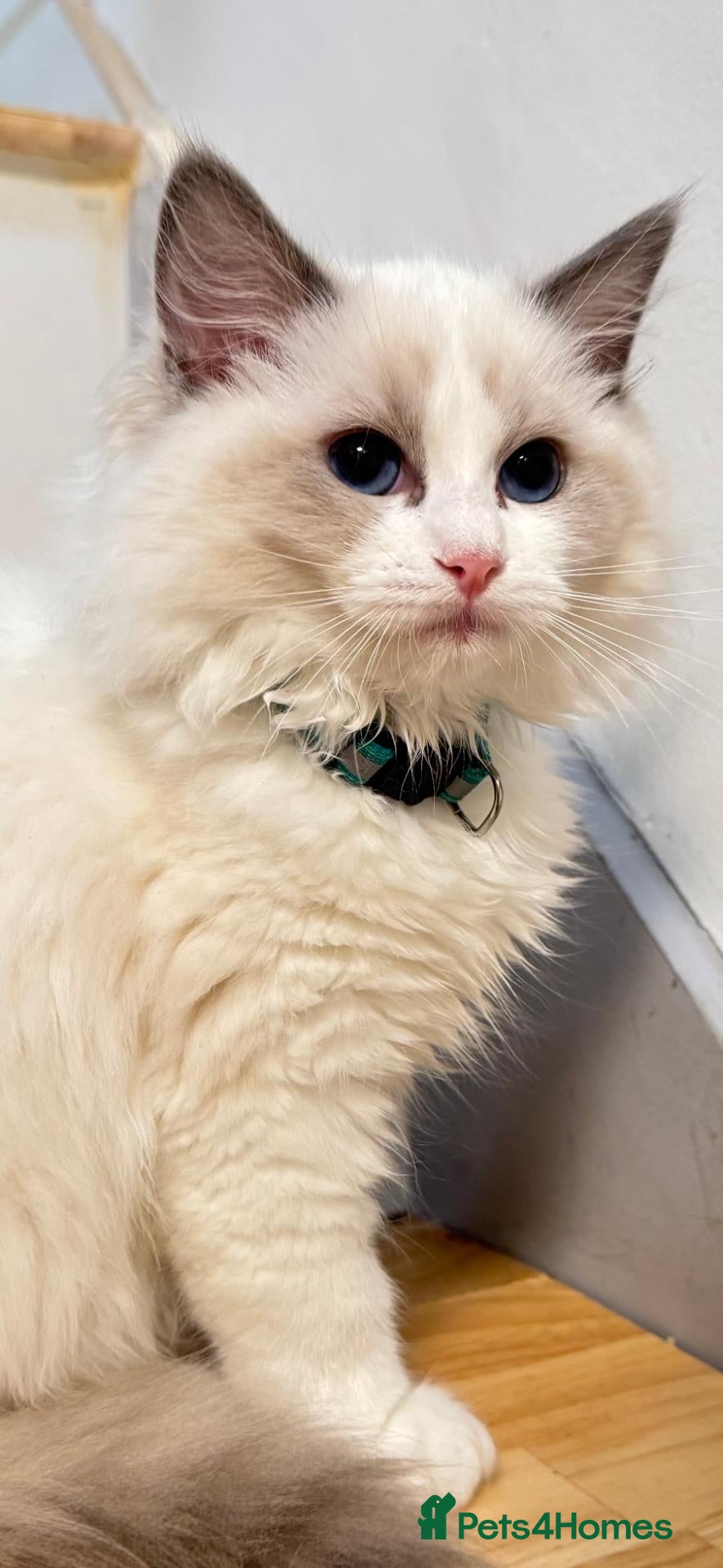 Ragdoll cats for sale: TICA Reg Ragdoll Kittens from Show-Winning Lines - Advert 1