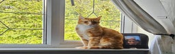 Mixed Breed cats for sale: 3 adult cats - Advert 4