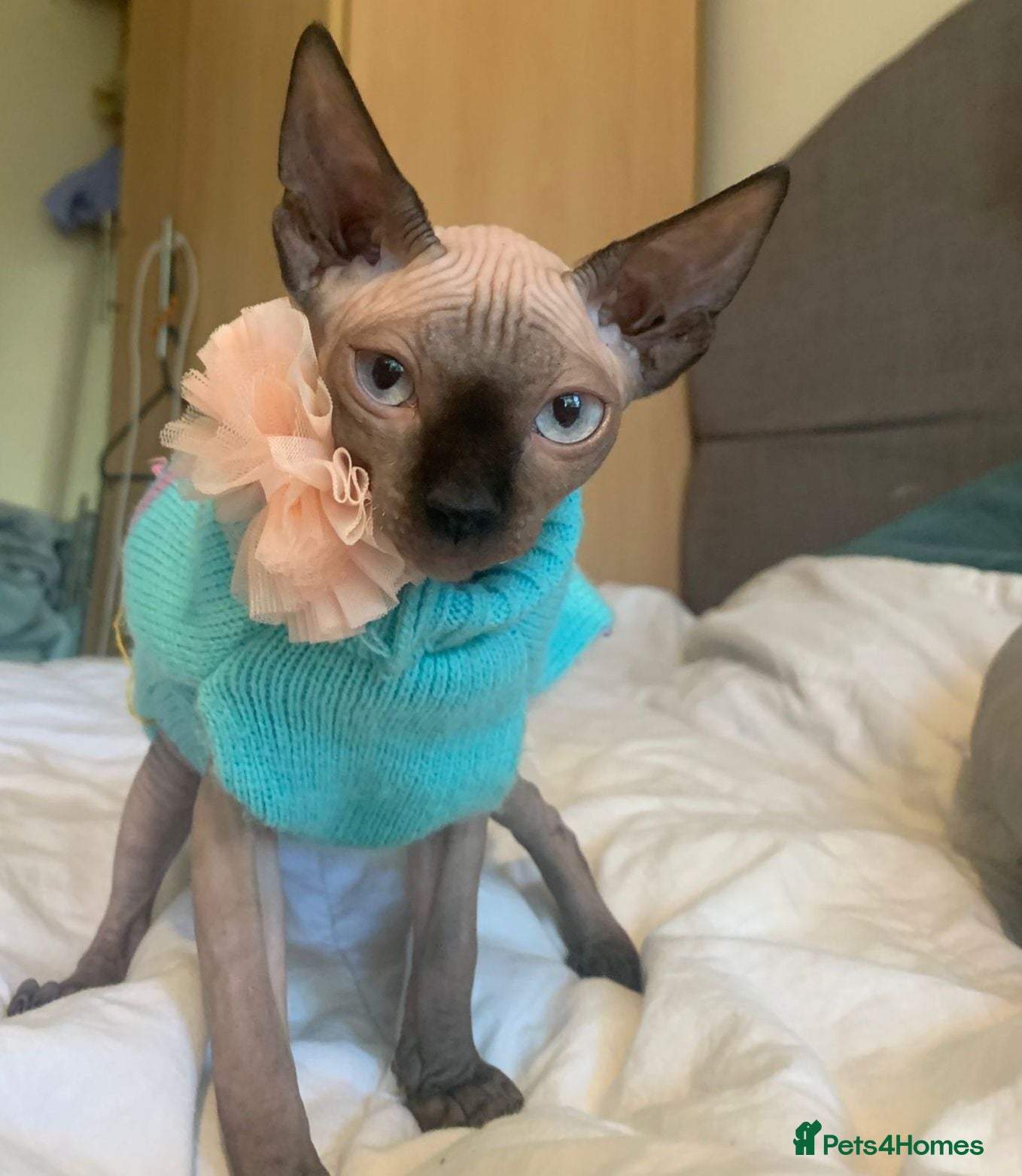 Sphynx cats Beautiful sphynx kittens.  - Advert 13