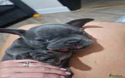French Bulldog dogs for sale: Blue male French bulldog  - Image 5
